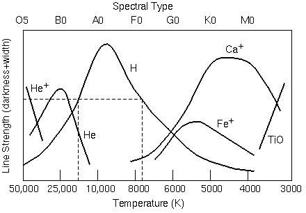 A graph of relative line strength produced by different elements versus temperature. The curve for hydrogen peaks near spectral class A.