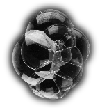 Soap bubbles